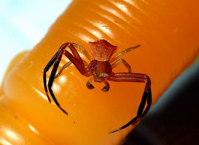 Philaeus chrysops